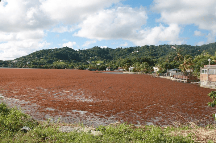 Sargassum Inundation in Martinique. Taken from Martinique Health Agency