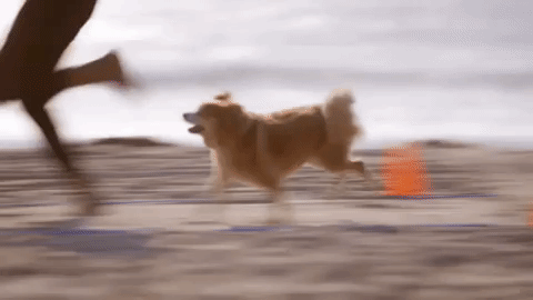 gif of dog and person running 