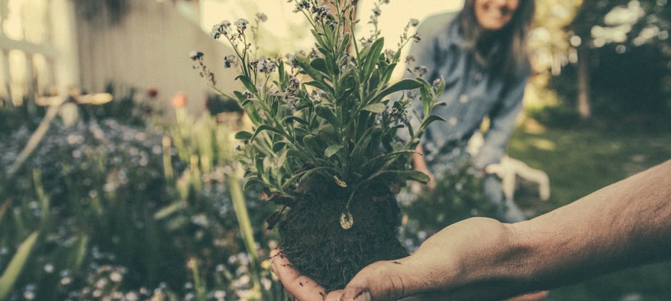 hand holding a plant