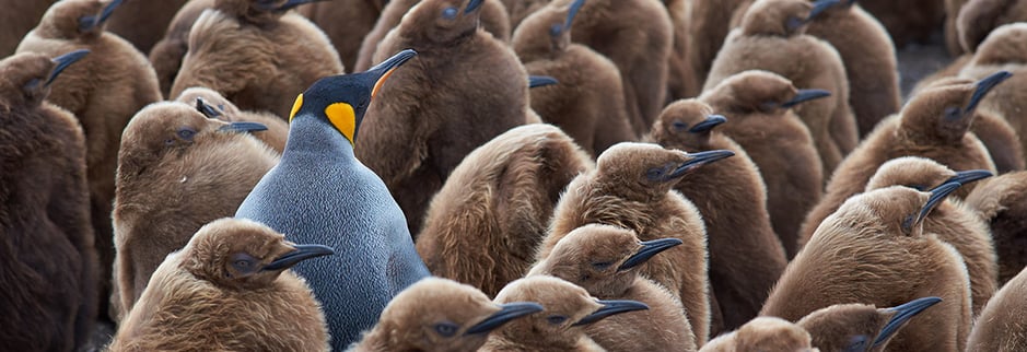 a group of penguins one of them different from the rest