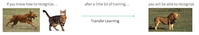 summary of the transfer learning approach recognize cat and generalize to lion