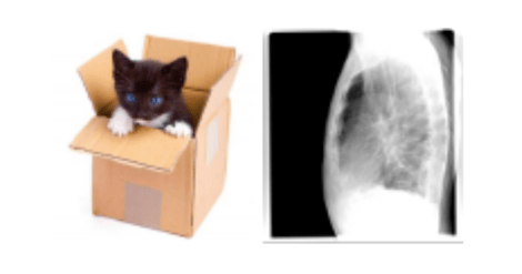 cat in a box and chest x-ray