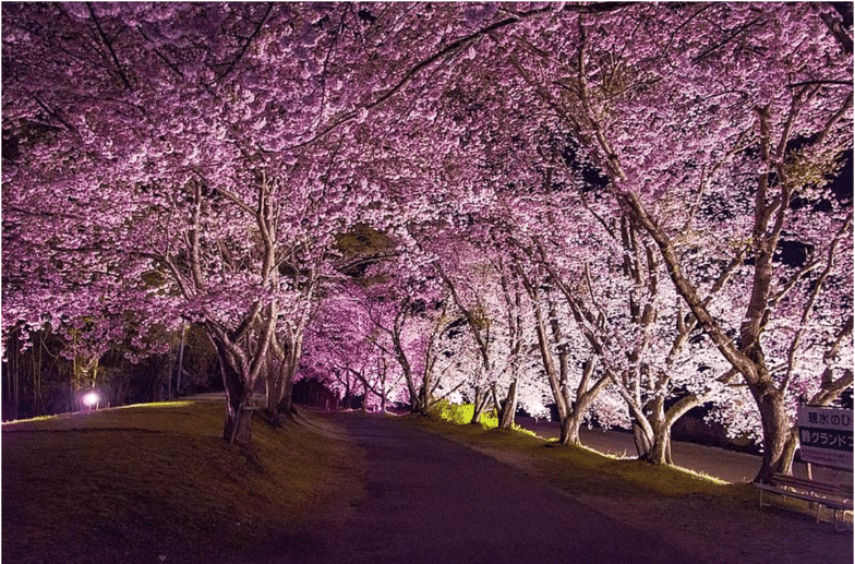 Sakura tree