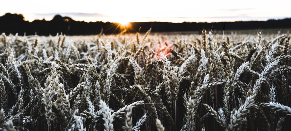 sunset over a field