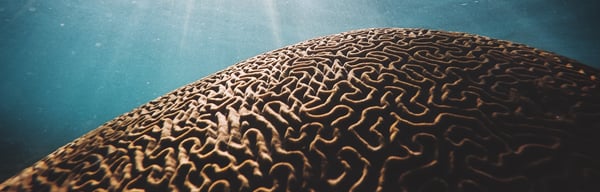 brain coral to demonstrate deep learning