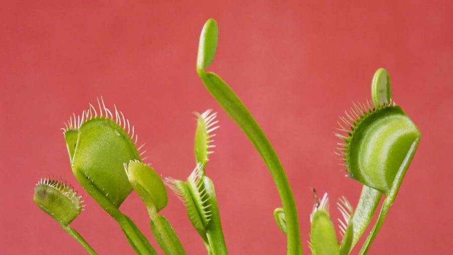 venus fly traps