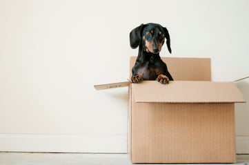 dox in a cardboard box