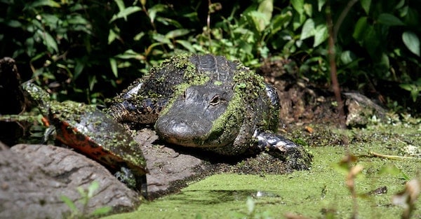 alligator and turtle food chain