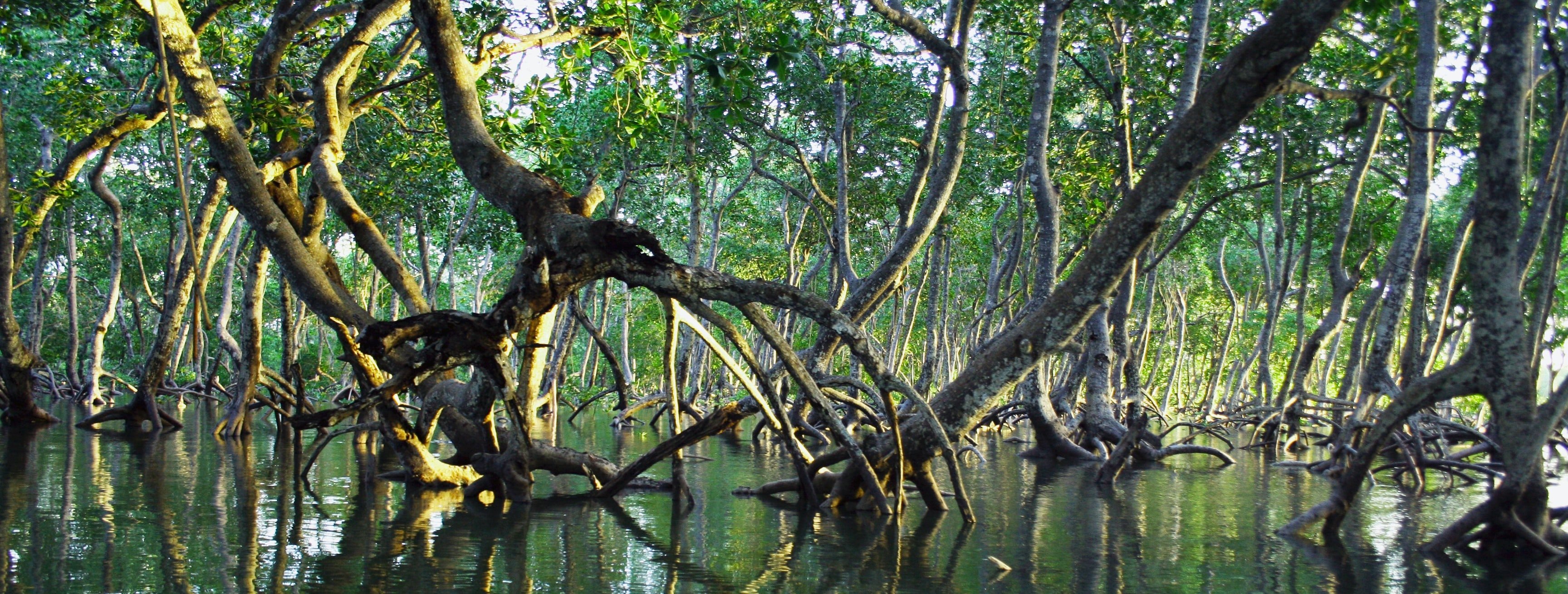 wide shot of mangrove forest