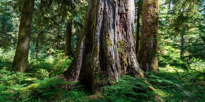 old tree with big roots