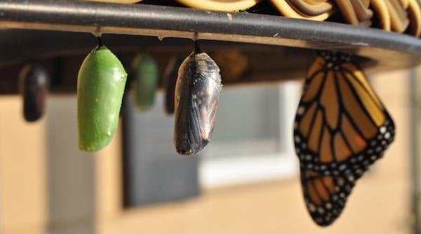 butterfly in cocoon and out of cocoon
