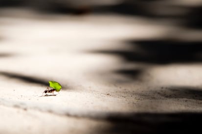 ant carrying leaf