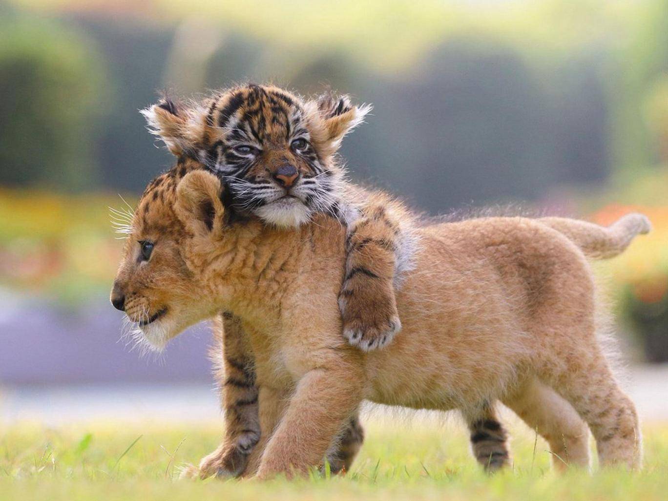 tiger and lion cub