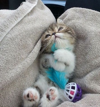 cute cuddly cat