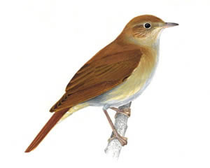 drawing-of-nightingale-bird-used-for-dataiku-logo