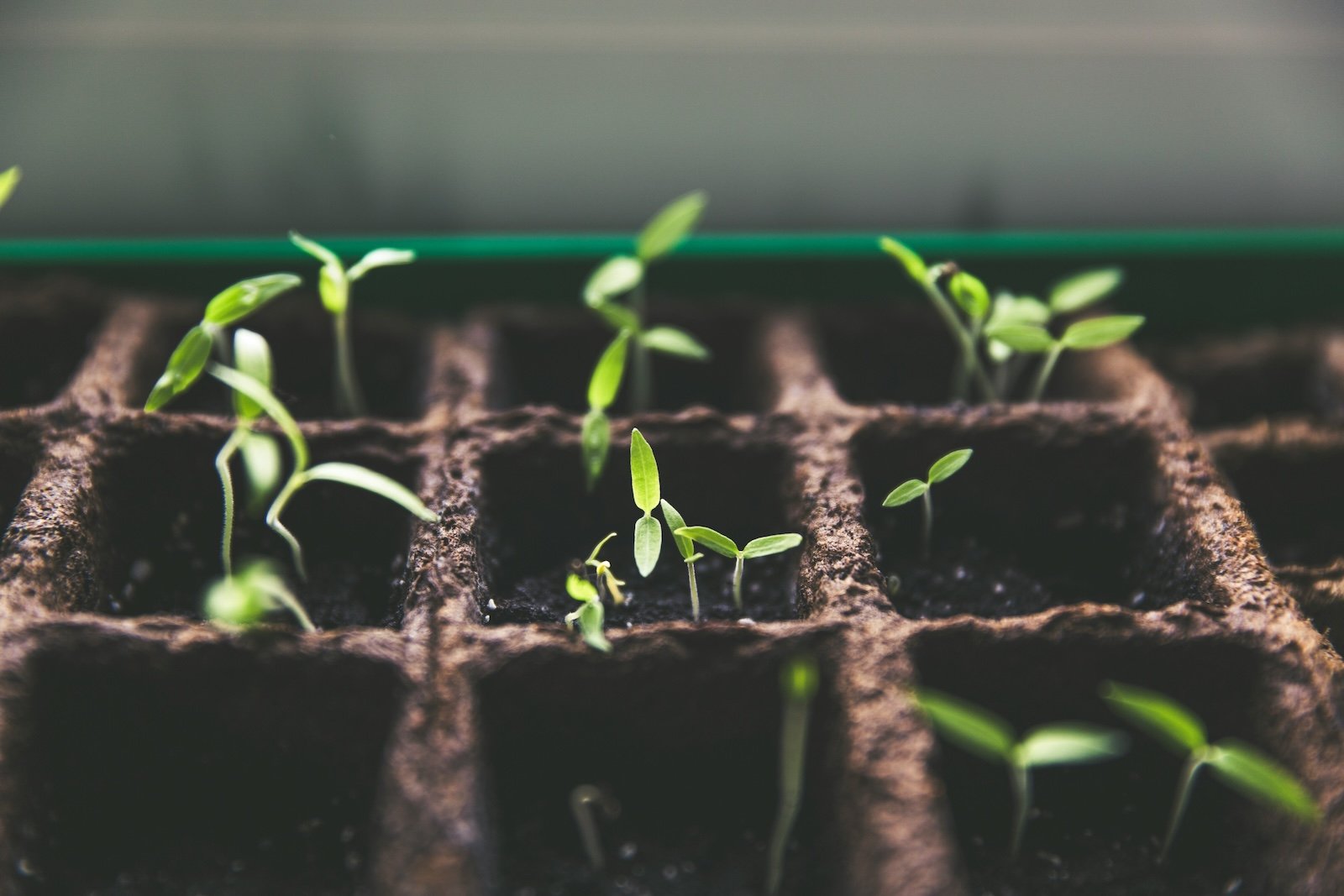 plant growth